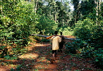 Bushmeat hunters in forest previously cut for timber, South East Cameroon, West Africa. The logging industry gives access to commercial hunting business and exploits prisitne resources of previously r...
