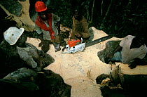Loggers at freshly cut tree stump, Central Africa.
