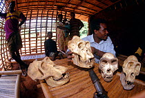 Hunter and his family, displaying skulls of gorillas he has shot, Cameroon, West Africa.