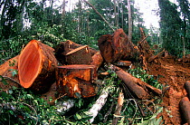 Waste timber, Central African rainforest. On average, less than half of the wood cut is used.