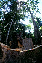 Indigenous Bantu child on cut tree stump, South East Cameroon, West Africa. The quest for quick profit has turned Africa's equatorial rainforests into a private economic resource for the rich and powe...