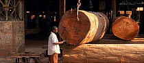 Huge logs  prepared for export from Central Africa. Government officials employed to mitigate the impacts of logging depend on timber companies for housing and basic services and this conflict of inte...