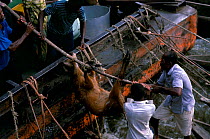 Hunters tie up alongside a river steamer to sell their bushmeat (sitatunga?), Congo River, Central Africa. Bushmeat trade occurs in tandem with the logging industry and is shipped alongside timber on...