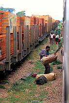 Bushmeat and timber being loaded onto a train for transport to the ports and cities of West and Central Africa. Commercial hunting is an illegal yet lucrative activity made possible by poor law enforc...