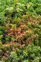 Common dodder {Cuscuta epithymum}, parasitic plant growing on Europen Gorse {Ulex europaeus} Devon, UK.