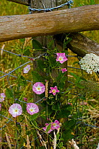 Field bindweed {Convolvulus arvensis} UK