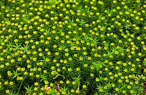 Moss {Polytrichum commune} UK