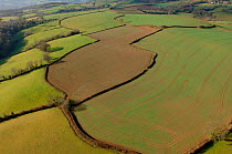 Aerial view of patchwork of  fields and hedges, grass and arable fields, Devon, UK.