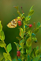 Heath fritillary butterfly {Melitaea athalia} on Bilberry bush, UK