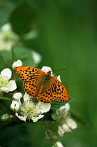 Silver washed fritillary butterfly {Argynnis paphia} on blossom, UK