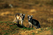 Two Arctic fox cubs {Vulpes lagopus} close to den in summer, Fenno-Scandia subspecies, Sweden