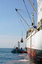 Bluefin Tuna {Thunnus thynnus} being loaded onto factory ship, Atlantic off southern Spain.