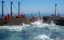Bluefin Tuna {Thunnus thynnus} being caught in nets, Atlantic off southern Spain.
