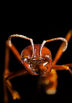 Driver Ant {Dorylus nigricans} close-up of head with antennae and jaws.