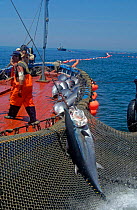Bluefin Tuna {Thunnus thynnus} being hauled from net onto boat, Atlantic off southern Spain.