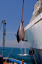 Bluefin Tuna {Thunnus thynnus} being lifted onto factory ship, Atlantic off southern Spain.