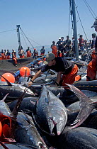Bluefin Tuna {Thunnus thynnus} caught and piled up next to nets with fisherman, Southern Spain.