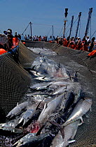 Bluefin Tuna {Thunnus thynnus} caught in fishing nets, Atlantic off southern Spain.