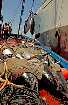 Bluefin Tuna {Thunnus thynnus} on deck of boat being loaded onto factory ship, Atlantic off southern Spain.