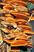 Velvet Shank / Winter fungus {Flammulina velutipes} growing on treetrunk. UK