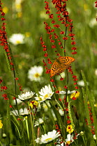 Silver washed fritillary butterfly {Argynnis paphia} in summer meadow, UK