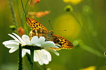 Silver washed fritillary butterfly {Argynnis paphia} in summer meadow, UK