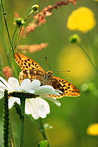 Silver washed fritillary butterfly {Argynnis paphia} in summer meadow on oxeye daisy, UK