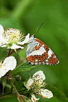 White admiral butterfly {Limenitis camilla} on blossom, UK