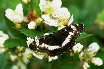 White admiral butterfly {Limenitis camilla} on blossom, UK