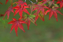 Japanese Maple Leaves turning red {Acer japonica} Katsura, Kyoto, Japan