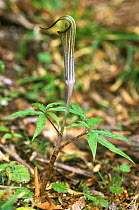 Mamushugusa / Snake Lily {Arisaema martius} Yakushima, Kagoshima, Japan