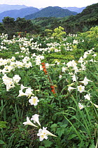 Teppo Yuri / Easter or Trumpet Lily {Lilium longiforum} growing wild, Yakushima, Kagoshima, Japan