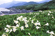 Teppo Yuri / Easter or Trumpet Lily {Lilium longiforum} growing wild, Yakushima, Kagoshima, Japan