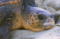 Loggerhead Turtle on beach, portrait {Caretta caretta} Nagata, Yakushima, Kagoshima, Japan