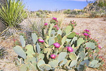 Beavertail Cactus {Opuntia basilaris} Joshua Tree National Park, California, USA