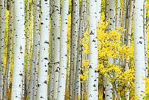 Stand of Quaking Aspen Grove {Populus tremuloides} White River NF, Colorado, USA