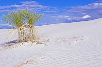 Soaptree Yucca growing on sand dune, White Sands NM, New Mexico, USA