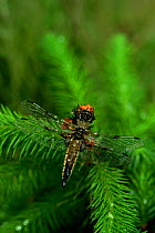 Four spotted chaser dragonflyu {Libellula quadrimaculata} Scotland, UK