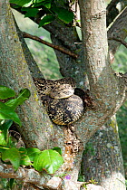 Puff adder coiled in tree {Bitis arietans} South Africa