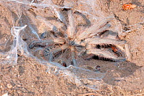 King baboon spider in web / nest on ground{Citharischius crawshayi} South Africa