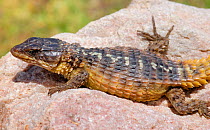 Cape crag lizard {Pseudocorylus microlepidotus} South Africa