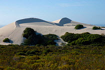 Sand dunes encroaching thicket vegetation, De Hoop, South Africa