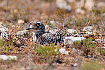 Cape dikkop {Burhinus capensis} on ground nest, South Africa