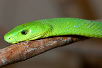 Eastern green mamba {Dendroaspis angusticeps} South Africa