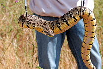 Man showing correct way to handle / hold a Puff adder {Bitis arietans} South Africa