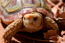 Parrot beaked tortoise {Homopus areolatus} South Africa