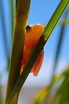 Reed frog on reed {Hyperolius sp} South Africa