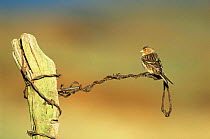 Twite {Acanthis flavirostris} perched on wire fence, UK.