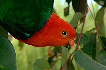 Australian King-Parrot (Alisterus scapularis) male feeding, close-up. Victoria, Australia