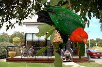 Australian King-Parrot (Alisterus scapularis) male feeding on seed bell in suburban garden. Victoria, Australia